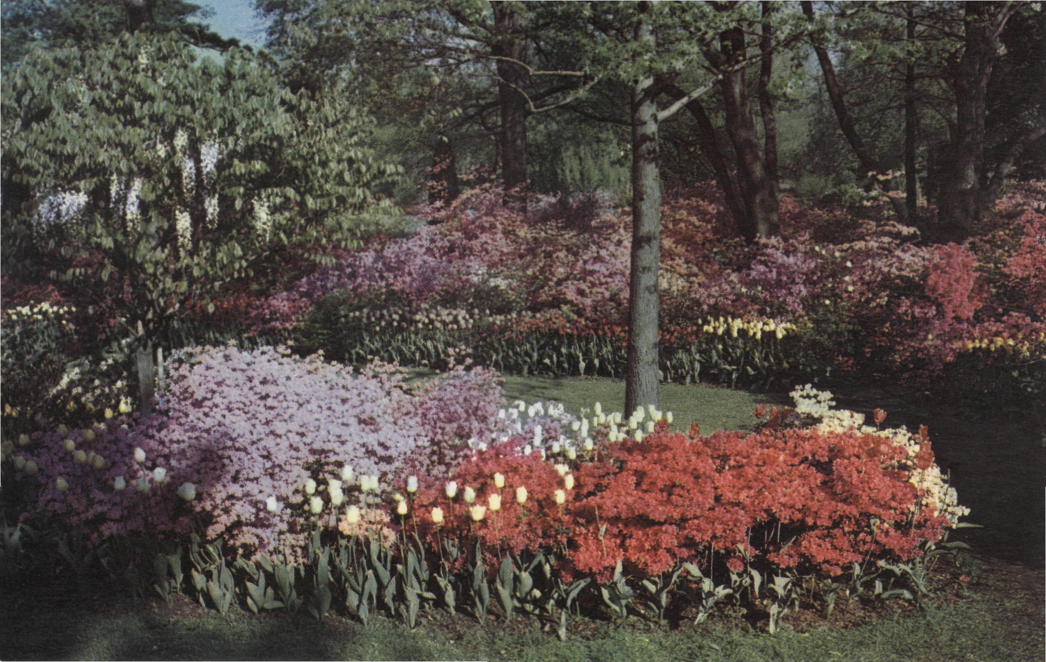 Postcard of Flowers at Sherwood Gardens, circa 1970s