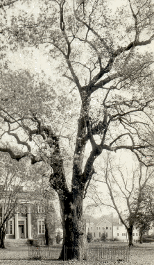 Liberty tree