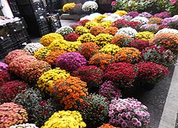 [photo, Chrysanthemums, Baltimore Farmers' Market, Holliday St. and Saratoga St., Baltimore, Maryland]