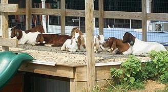 Maryland Agriculture, Farming