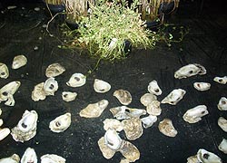 [photo, Oyster aquaculture exhibit, Maryland State Fair, Timonium, Maryland]