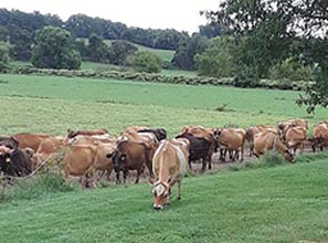 Maryland Agriculture, Farming