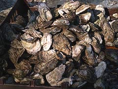 [photo, Oysters, Shady Side, Maryland]
