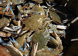 [photo, Blue Crabs, Lusby, Maryland]