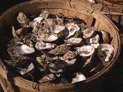 [photo, Oyster shells, Shady Side, Maryland]