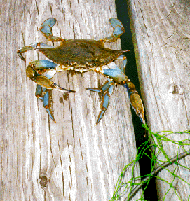[photo, Blue crab on dock, Annapolis, Maryland]