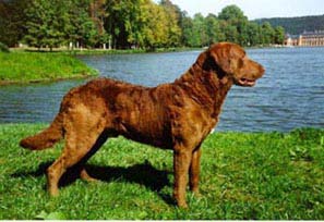 chesapeake bay retriever service dog