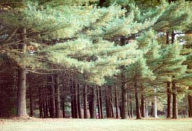 [photo, White pines, Gunpowder Falls State Park, south of Bradshaw, Baltimore County, Maryland]