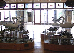 [photo, Decoy displays, Havre de Grace Museum, 215 Giles St., Havre de Grace (Harford County), Maryland]