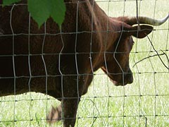 [photo, Red Devon Cattle, National Colonial Farm Museum, Accokeek, Maryland]