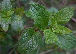  [photo, Spearmint (Mentha spicata), Glen Burnie, Maryland]