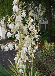  [photo, Adam's Needle (Yucca  filamentosa L.), Glen Burnie, Maryland]