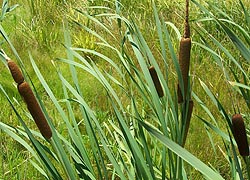 [photo, Broadleaf Cattails (Typha latifolia), North Point State Battlefield, North Point Road, Dundalk, Maryland]