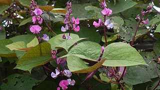 [photo, Hyacinth bean (Lablab purpureus), Kinder Farm Park, Millersville, Maryland]