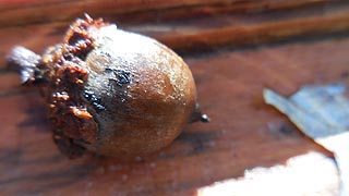 [photo, An oak tree's acorn, New Germany State Park, Grantsville, Maryland]