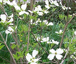 [photo, Flowering Dogwood (Cornus florida), Baltimore, Maryland]