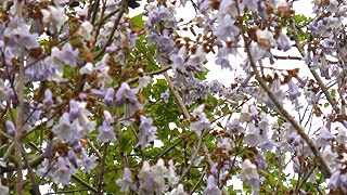 [photo, Princess Tree (Paulownia tomentosa) blossoms, Annapolis, Maryland]