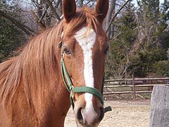 [photo, Horse, Glen Burnie, Maryland]