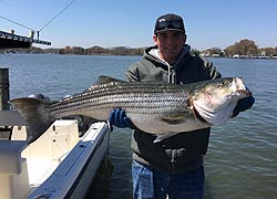 Striped Bass (Rockfish) #1 Maryland Flag Metal Art