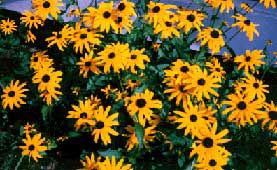  American Flag-Maryland Black-eyed Susan Flower and