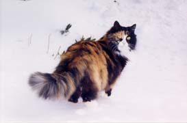[photo, Calico cat in snow, Annapolis, Maryland]