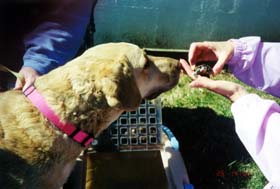 [photo, Chesapeake Bay Retriever (deadgrass color) and young terrapin, Annapolis, Maryland]