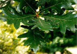 White Oak Maryland State Tree