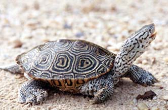 Diamondback terrapin - Wikipedia