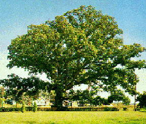 Maryland State Tree White Oak