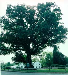 Maryland State Tree White Oak