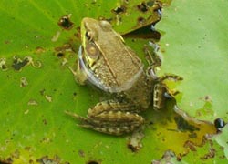 [photo, Northern Green Frog (Lithobates clamitans melanota), Monkton, Maryland]