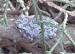 [photo, Gray Treefrog (Hyla versicolor), Baltimore, Maryland]