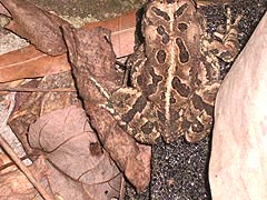 [photo, Fowler's Toad (Anaxyrus fowleri), Glen Burnie, Maryland]