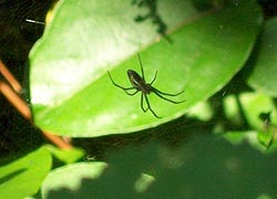 [photo, Brown spider, Baltimore, Maryland]