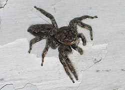 [photo, Jumping Spider, Baltimore, Maryland]