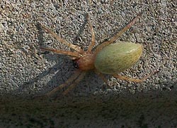 [photo, Longlegged Sac Spider, Baltimore, Maryland]