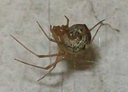 [photo, Common House Spider, Baltimore, Maryland]