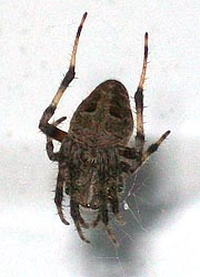 [photo, Barn Spider (Neoscona crucifera), Baltimore, Maryland]