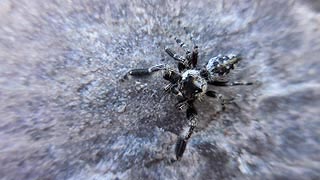 [photo, Bold Jumping Spider (Phidippus audax), Boonsboro, Maryland]