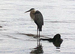 [photo, Great Blue Heron (Ardea herodias), Susquehanna River, Havre de Grace, Maryland]