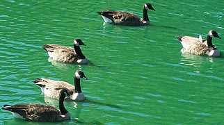 [photo, Canada Geese (Branta canadensis), White Marsh, Baltimore County, Maryland]