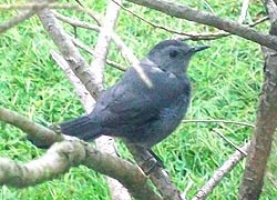 [photo, Gray Catbird (Dumetella carolinensis), Baltimore, Maryland]