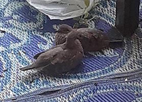 [photo, Mourning Doves (Zenaida macroura), Baltimore, Maryland]