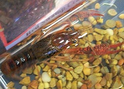 [photo, Red Swamp Crawfish (Procambarus clarkii), Dept. of Natural Resources exhibit, Maryland State Fair, Timonium, Maryland]