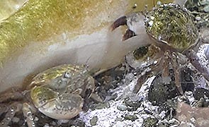 [photo, Crabs, Assateague Island National Seashore Visitor Center, 11800 Marsh View Lane, Berlin, Maryland]