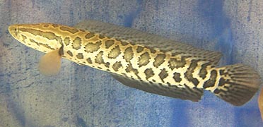 [photo, Northern Snakehead (Channa argus), Dept. of Natural Resources exhibit, Maryland State Fair, Timonium, Maryland]