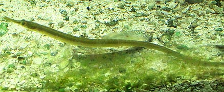 [photo, Pipefish (Syngnathus spp.), Assateague Island Visitor Center, Maryland District, 11800 Marsh View Lane, Berlin, Maryland]