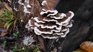 [photo, Bracket or Shelf Fungi, Grantsvile, Maryland]