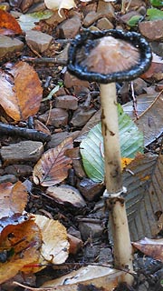 [photo, Mushroom, New Germany State Park, Grantsvile, Maryland]