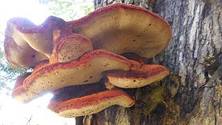 [photo, Bracket or Shelf Fungi, New Germany State Park, Grantsvile, Maryland]